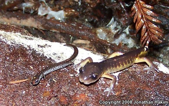 California Slender Salamander (Batrachoseps attenuatus)