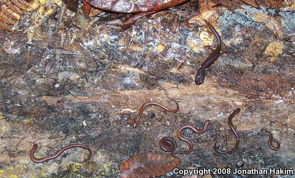 California Slender Salamander (Batrachoseps attenuatus)