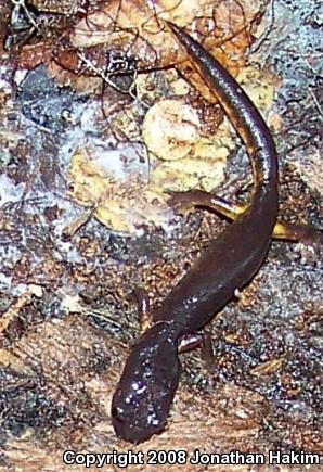 Oregon Ensatina (Ensatina eschscholtzii oregonensis)