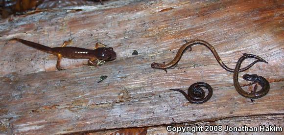 California Slender Salamander (Batrachoseps attenuatus)