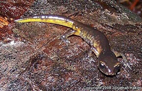 Oregon Ensatina (Ensatina eschscholtzii oregonensis)