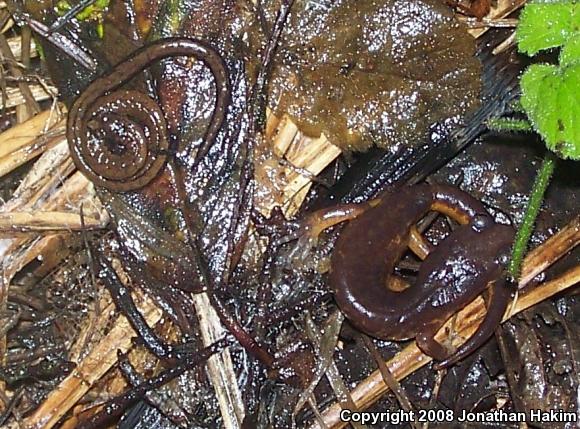 California Slender Salamander (Batrachoseps attenuatus)