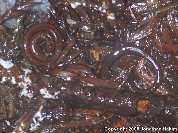 California Slender Salamander (Batrachoseps attenuatus)