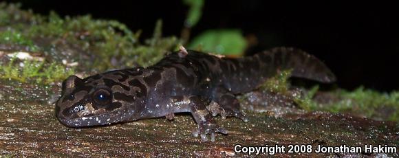 Coastal Giant Salamander (Dicamptodon tenebrosus)