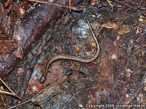 California Slender Salamander (Batrachoseps attenuatus)