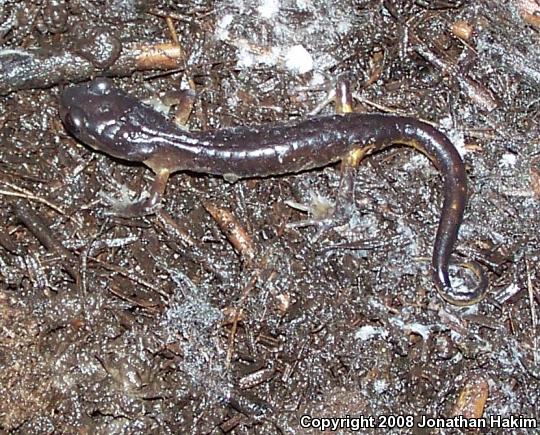 Oregon Ensatina (Ensatina eschscholtzii oregonensis)