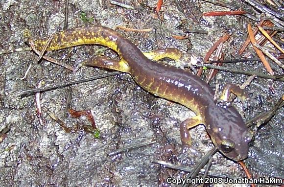 Oregon Ensatina (Ensatina eschscholtzii oregonensis)