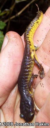 Oregon Ensatina (Ensatina eschscholtzii oregonensis)