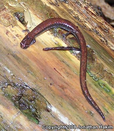 California Slender Salamander (Batrachoseps attenuatus)