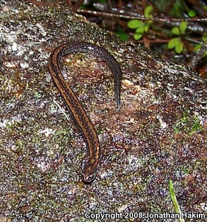 California Slender Salamander (Batrachoseps attenuatus)