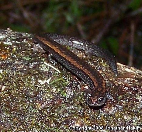 California Slender Salamander (Batrachoseps attenuatus)