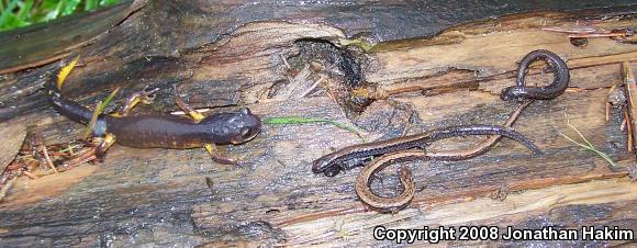 Oregon Ensatina (Ensatina eschscholtzii oregonensis)