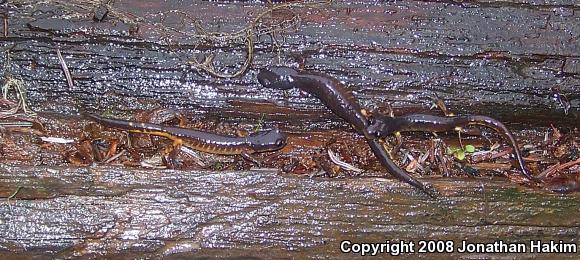 Oregon Ensatina (Ensatina eschscholtzii oregonensis)