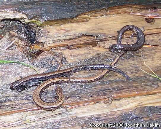 California Slender Salamander (Batrachoseps attenuatus)