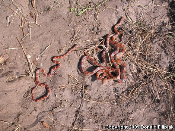 Red Cornsnake (Pantherophis guttatus)