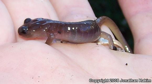 Arboreal Salamander (Aneides lugubris)