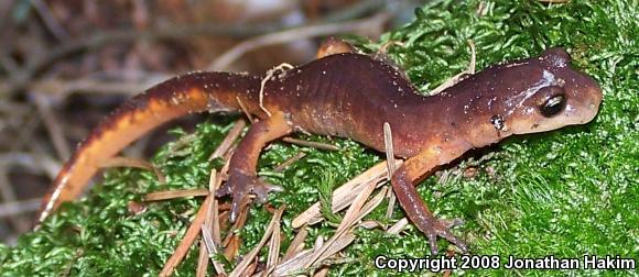 Yellow-eyed Ensatina (Ensatina eschscholtzii xanthoptica)