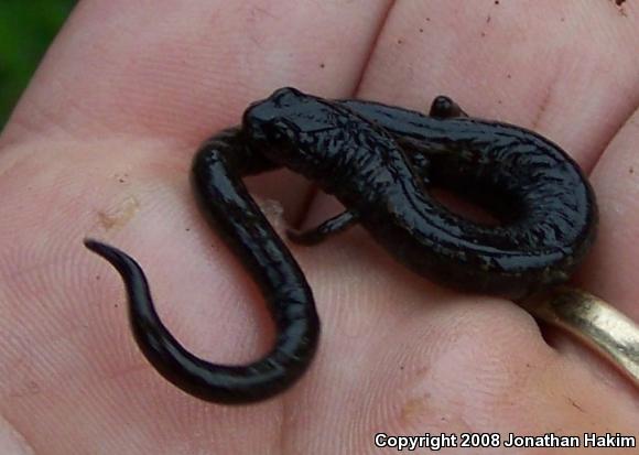 California Slender Salamander (Batrachoseps attenuatus)