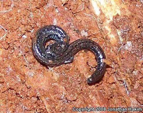 Gabilan Mountains Slender Salamander (Batrachoseps gavilanensis)