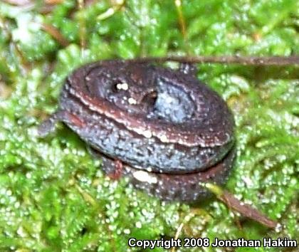 Gabilan Mountains Slender Salamander (Batrachoseps gavilanensis)