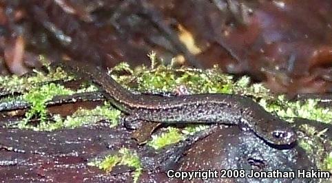 Gabilan Mountains Slender Salamander (Batrachoseps gavilanensis)