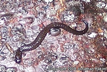 Gabilan Mountains Slender Salamander (Batrachoseps gavilanensis)