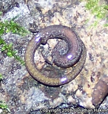 Gabilan Mountains Slender Salamander (Batrachoseps gavilanensis)