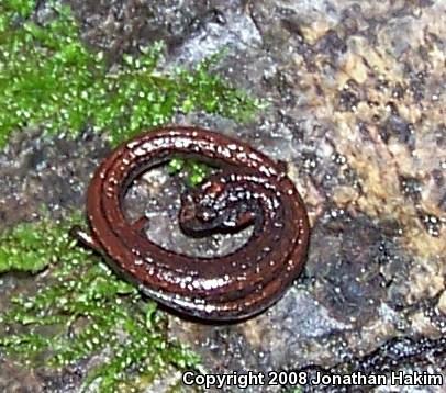 Gabilan Mountains Slender Salamander (Batrachoseps gavilanensis)