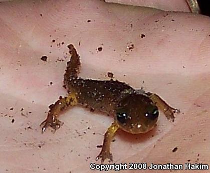 Yellow-eyed Ensatina (Ensatina eschscholtzii xanthoptica)