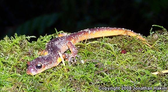 Yellow-eyed Ensatina (Ensatina eschscholtzii xanthoptica)