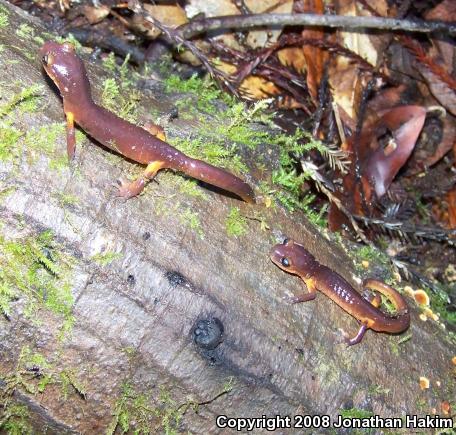 Yellow-eyed Ensatina (Ensatina eschscholtzii xanthoptica)