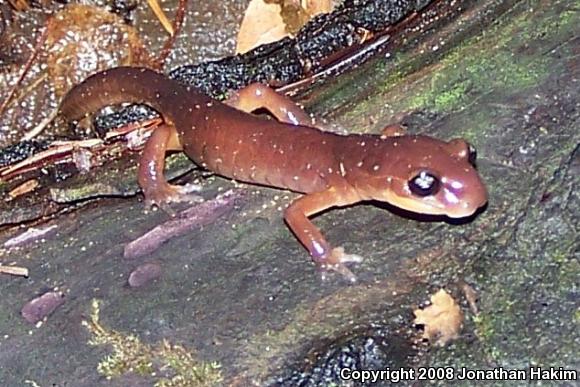 Yellow-eyed Ensatina (Ensatina eschscholtzii xanthoptica)