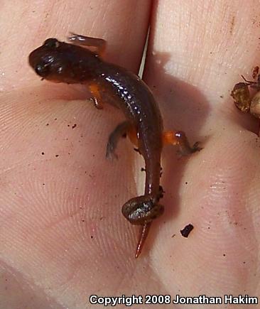 Monterey Ensatina (Ensatina eschscholtzii eschscholtzii)