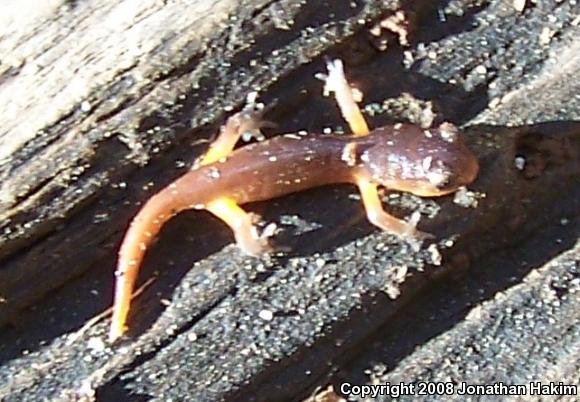 Monterey Ensatina (Ensatina eschscholtzii eschscholtzii)