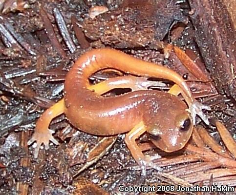 Monterey Ensatina (Ensatina eschscholtzii eschscholtzii)