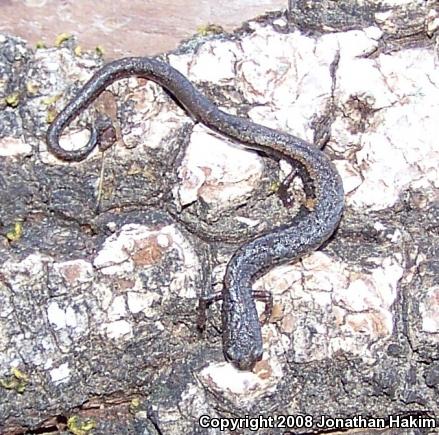 Santa Lucia Mountains Slender Salamander (Batrachoseps luciae)