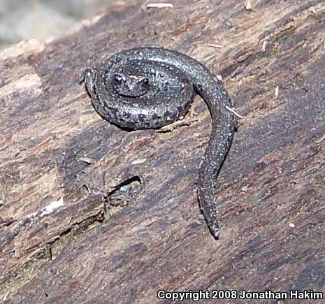 Santa Lucia Mountains Slender Salamander (Batrachoseps luciae)