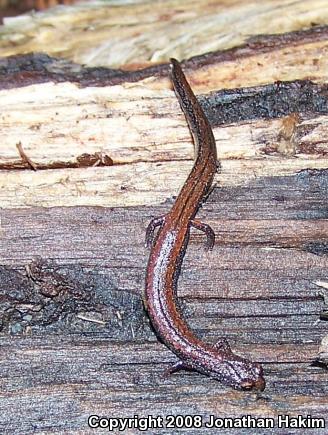 Santa Lucia Mountains Slender Salamander (Batrachoseps luciae)