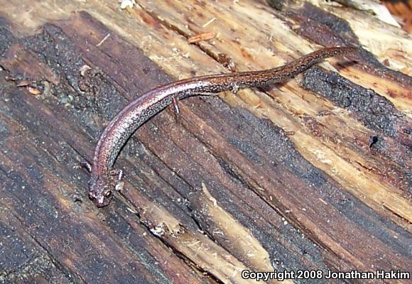 Santa Lucia Mountains Slender Salamander (Batrachoseps luciae)