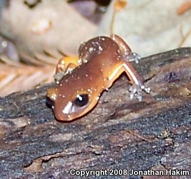 Monterey Ensatina (Ensatina eschscholtzii eschscholtzii)