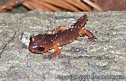 Monterey Ensatina (Ensatina eschscholtzii eschscholtzii)