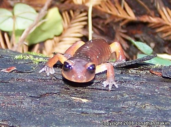 Monterey Ensatina (Ensatina eschscholtzii eschscholtzii)