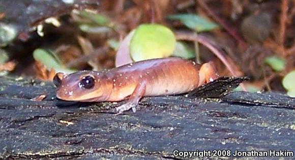 Monterey Ensatina (Ensatina eschscholtzii eschscholtzii)