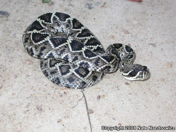 Eastern Diamond-backed Rattlesnake (Crotalus adamanteus)