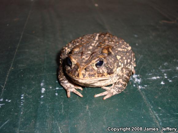 Southern Toad (Anaxyrus terrestris)