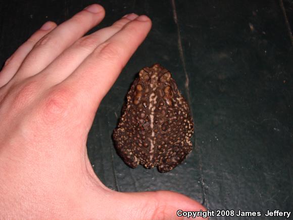 Southern Toad (Anaxyrus terrestris)