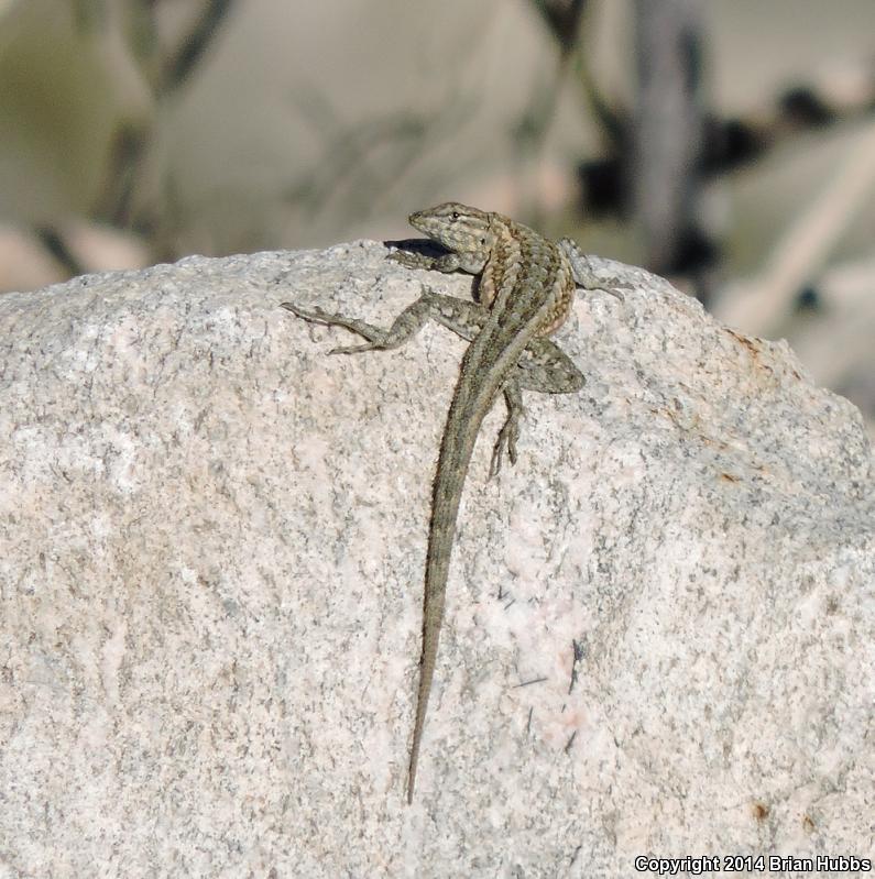 Common Side-blotched Lizard (Uta stansburiana)