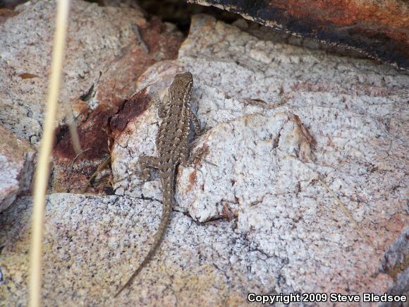 Western Side-blotched Lizard (Uta stansburiana elegans)