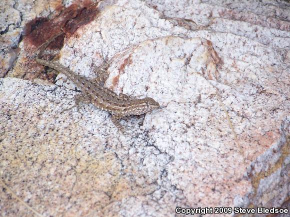 Western Side-blotched Lizard (Uta stansburiana elegans)