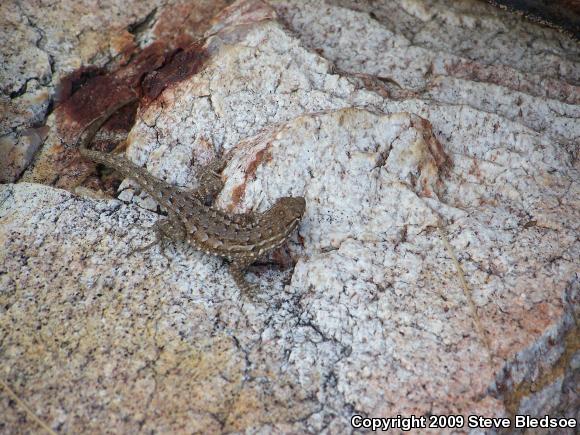 Western Side-blotched Lizard (Uta stansburiana elegans)